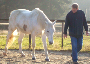 Coaching mit Pferden Coaching mit Pferden